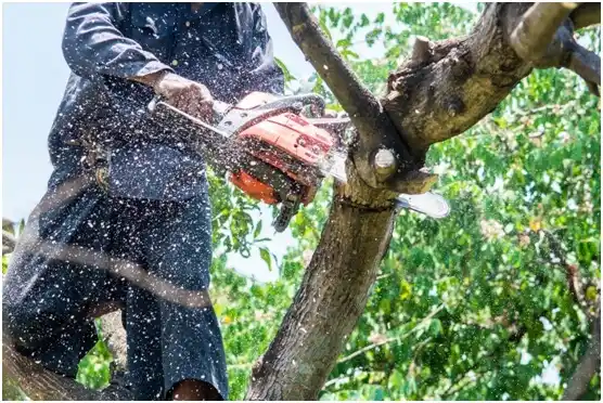 tree services Wells